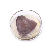 Load image into Gallery viewer, Natural Oyster Pearl Necklace (Kit)